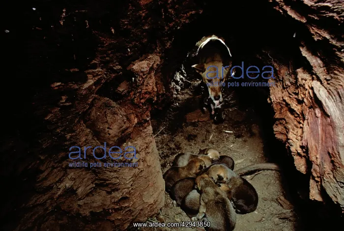 : Dingo (Canis lupus dingo ) mother entering den : Dingo (Canis lupus dingo ) mother entering den
