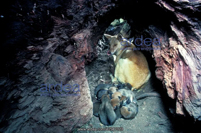 : Dingo (Canis lupus dingo) mother and three-day-old : Dingo (Canis lupus dingo) mother and three-day-old