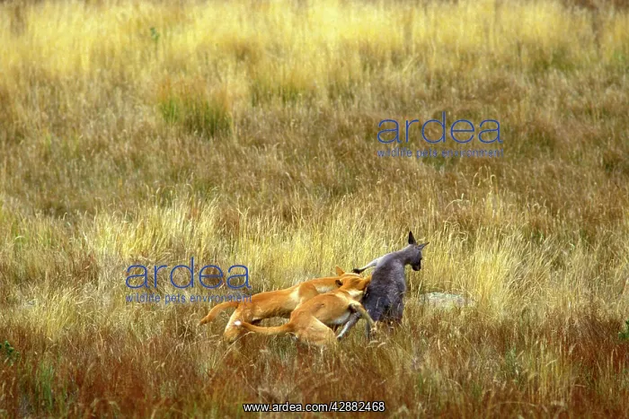: Dingo (Canis lupus dingo) pair catching an Eastern : Dingo (Canis lupus dingo) pair catching an Eastern