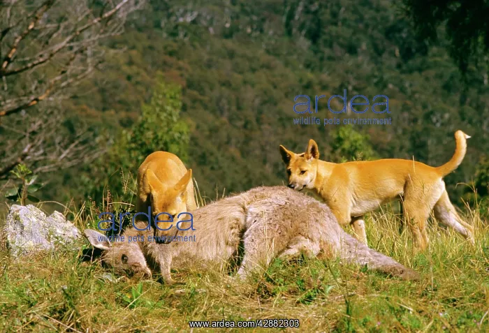 : Dingo (Canis lupus dingo) pair feeding on kangaroo carcass : Dingo (Canis lupus dingo) pair feeding on kangaroo carcass
