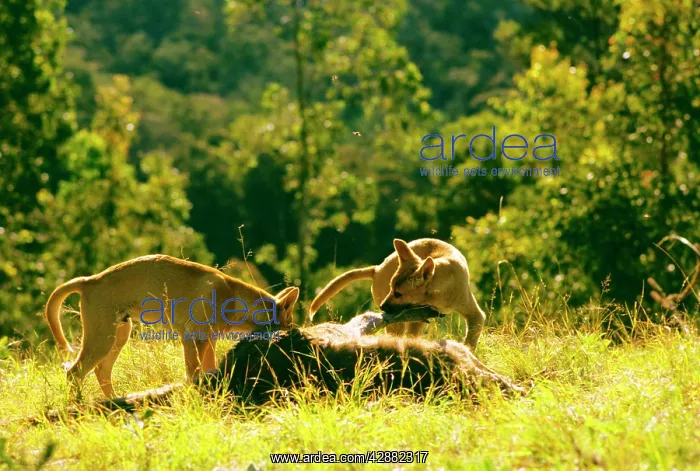 : Dingo (Canis lupus dingo) pair feeding on kangaroo carcass : Dingo (Canis lupus dingo) pair feeding on kangaroo carcass