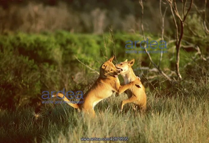 : Dingo (Canis lupus dingo) pair fighting : Dingo (Canis lupus dingo) pair fighting