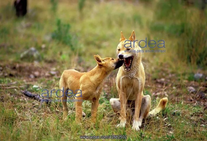 : Dingo (Canis lupus dingo) pup showing submission to adult : Dingo (Canis lupus dingo) pup showing submission to adult