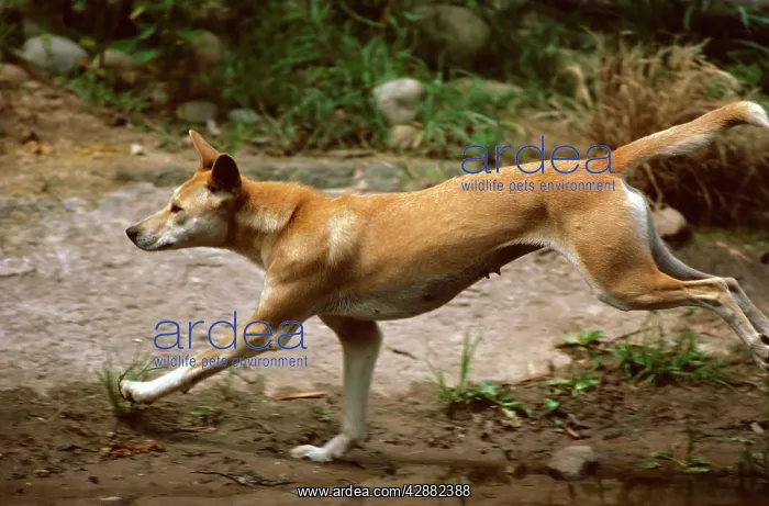 : Dingo (Canis lupus dingo) running : Dingo (Canis lupus dingo) running