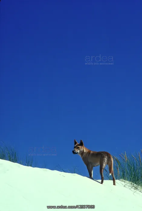 : Dingo (Canis lupus dingo ) on sand dune. Nadgee : Dingo (Canis lupus dingo ) on sand dune. Nadgee