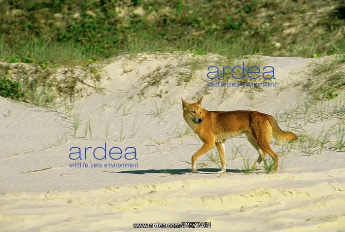 : Dingo (Canis lupus dingo) single dog walking : Dingo (Canis lupus dingo) single dog walking