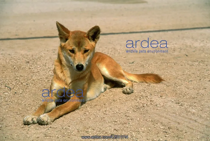  : Dingo (Canis lupus dingo ) sitting. Nullarbor Plain