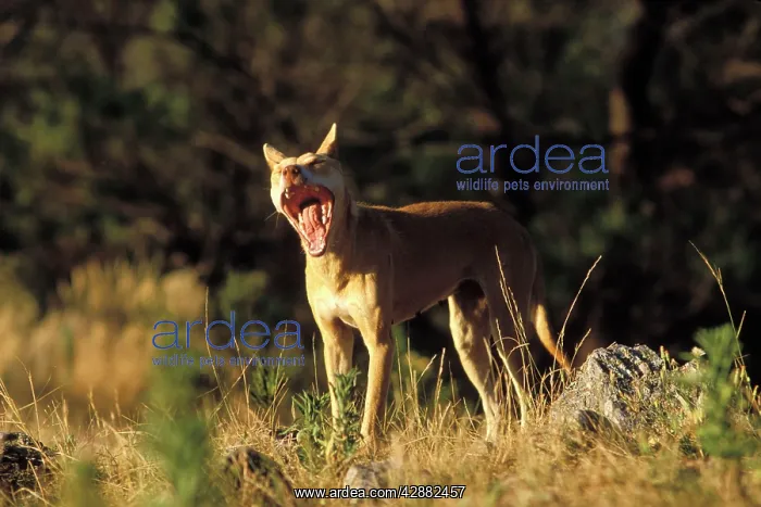 : Dingo (Canis lupus dingo) standing with mouth open : Dingo (Canis lupus dingo) standing with mouth open