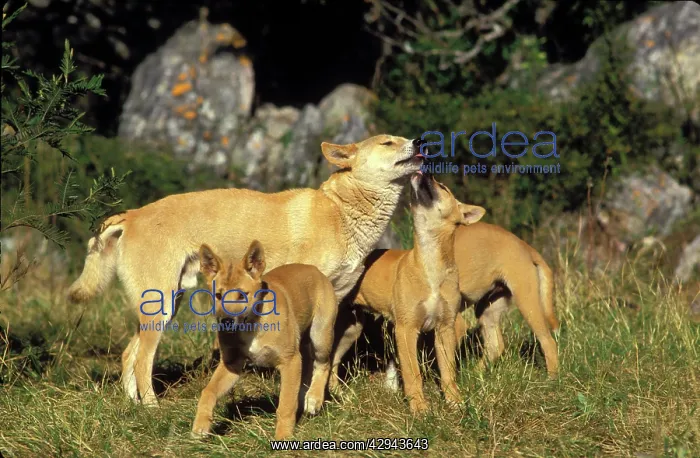 : Dingo (Canis lupus dingo ) submissive behaviour : Dingo (Canis lupus dingo ) submissive behaviour