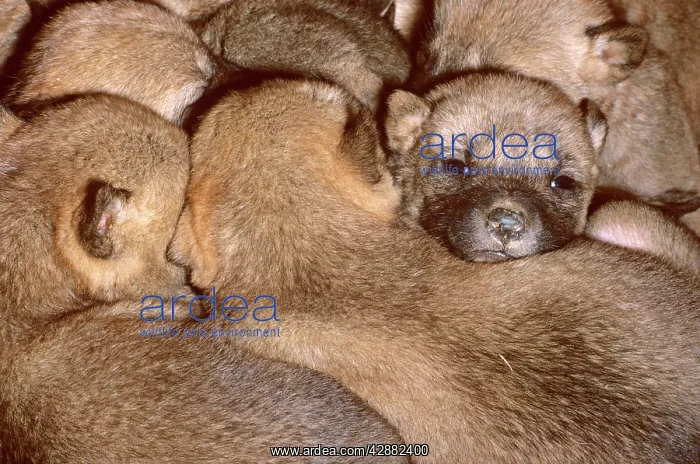 : Dingo (Canis lupus dingo) three-day pups huddle : Dingo (Canis lupus dingo) three-day pups huddle
