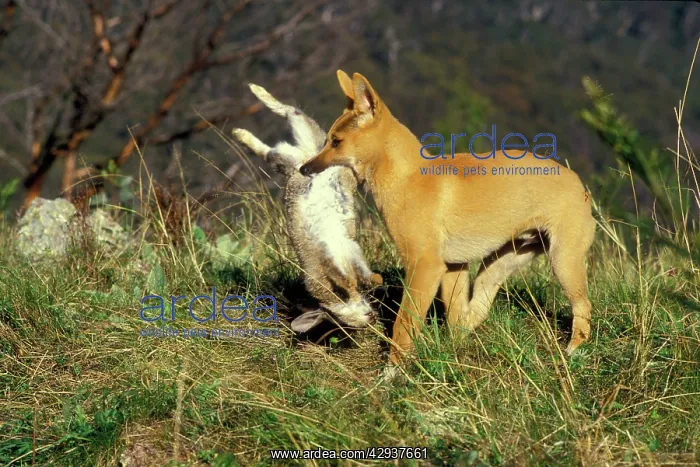 : Dingo (Canis lupus dingo ) three-month pup carrying : Dingo (Canis lupus dingo ) three-month pup carrying