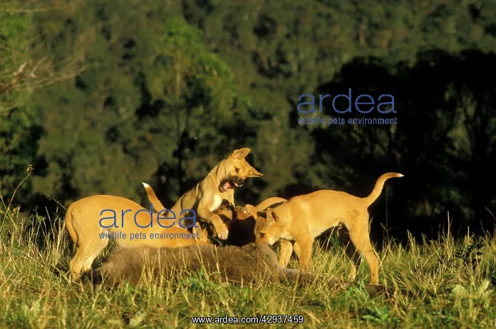 : Dingo (Canis lupus dingo), three-month pups fighting : Dingo (Canis lupus dingo), three-month pups fighting