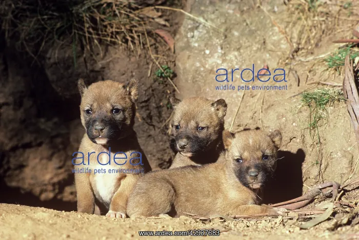 : Dingo (Canis lupus dingo), three-week-old pups : Dingo (Canis lupus dingo), three-week-old pups