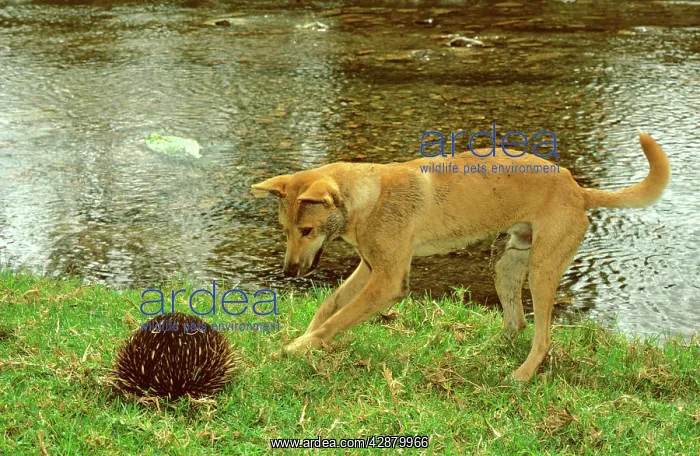 : Dingo (Canis lupus dingo) trying to get at a burrowing : Dingo (Canis lupus dingo) trying to get at a burrowing