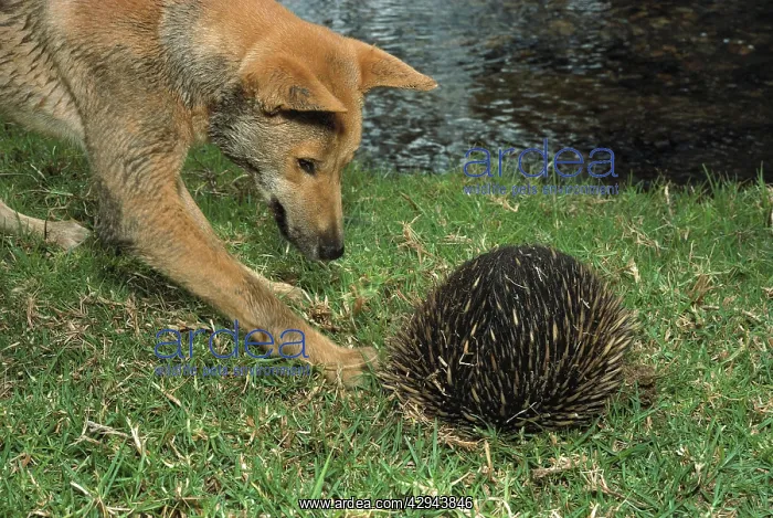 : Dingo (Canis lupus dingo ) trying to get a burrowing : Dingo (Canis lupus dingo ) trying to get a burrowing