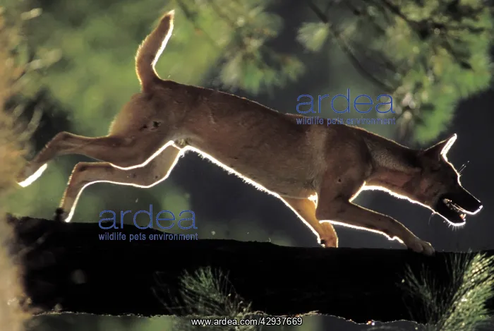 : Dingo (Canis lupus dingo ) trying to cach a bird : Dingo (Canis lupus dingo ) trying to cach a bird