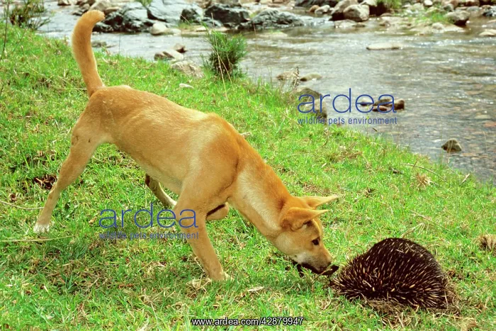 : Dingo (Canis lupus dingo) trying to catch burrowing : Dingo (Canis lupus dingo) trying to catch burrowing