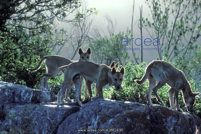 : Dingo (Canis lupus dingo) young animals : Dingo (Canis lupus dingo) young animals