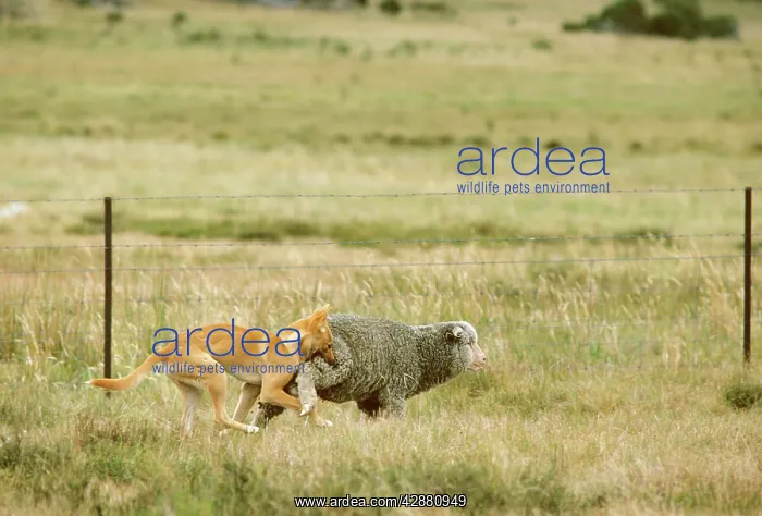: Dingo - Catching sheep : Dingo - Catching sheep