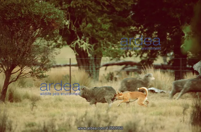 : Dingo - Catching sheep : Dingo - Catching sheep