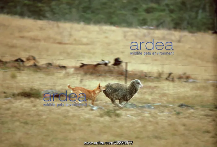 : Dingo - Catching sheep : Dingo - Catching sheep