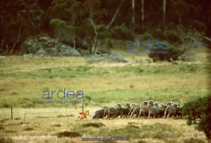 : Dingo - chasing a flock of sheep : Dingo - chasing a flock of sheep