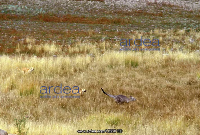 : Dingo - chasing kangaroo : Dingo - chasing kangaroo