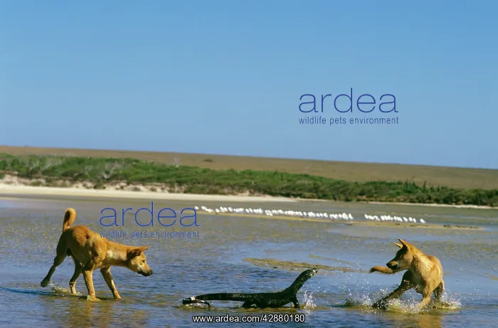 : Dingo - chasing Lace monitor : Dingo - chasing Lace monitor