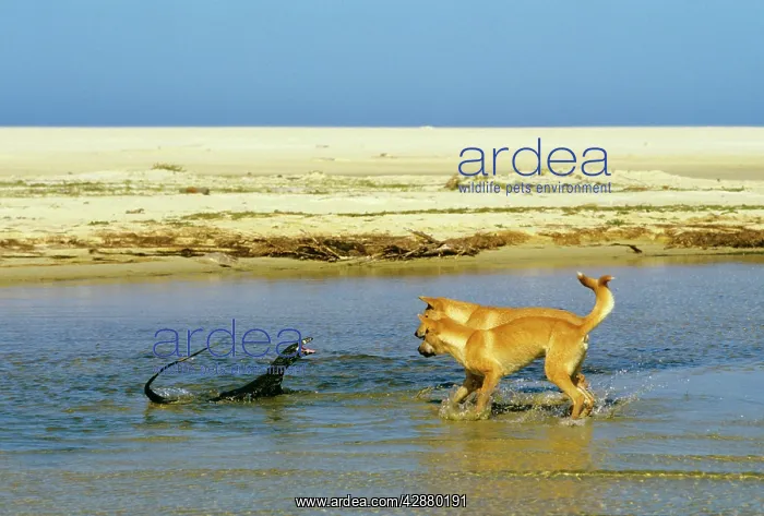 : Dingo - chasing Lace monitor : Dingo - chasing Lace monitor