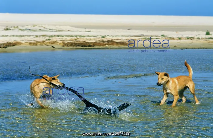 : Dingo - chasing Lace Monitor Lizard (Varanus varius) : Dingo - chasing Lace Monitor Lizard (Varanus varius)