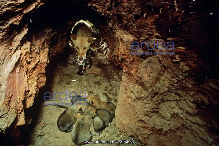 : Dingo - with cubs in den : Dingo - with cubs in den