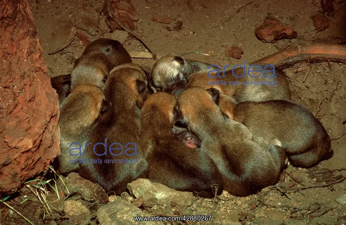 : Dingo - three day old pups in den : Dingo - three day old pups in den