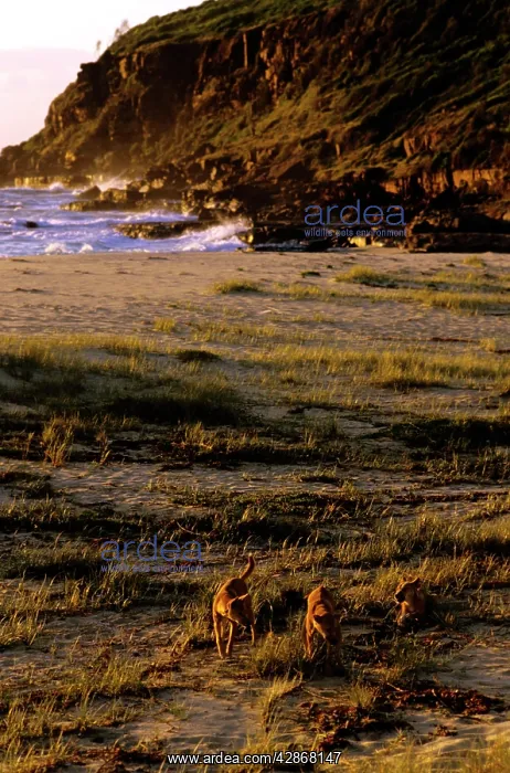 : Dingo - On dunes by beach : Dingo - On dunes by beach