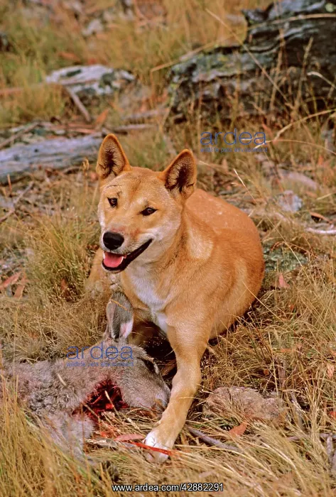 : Dingo - feeding on kangaroo carcass : Dingo - feeding on kangaroo carcass