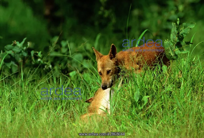 : Dingo - Feeding on roadkill (Agile wallaby), Kakadu