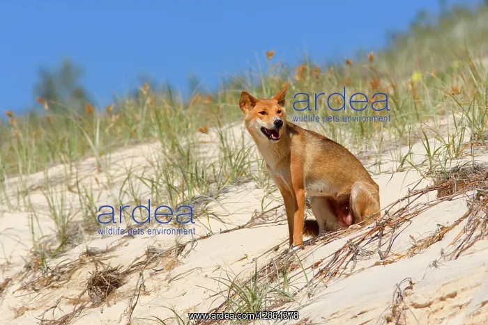 : Dingo - female adult resting on a sand dune : Dingo - female adult resting on a sand dune