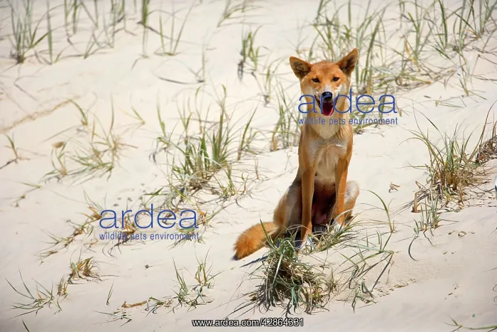 : Dingo - female adult sitting on a sand dune : Dingo - female adult sitting on a sand dune