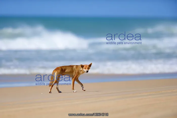 : Dingo - female adult strolling along a beach on : Dingo - female adult strolling along a beach on