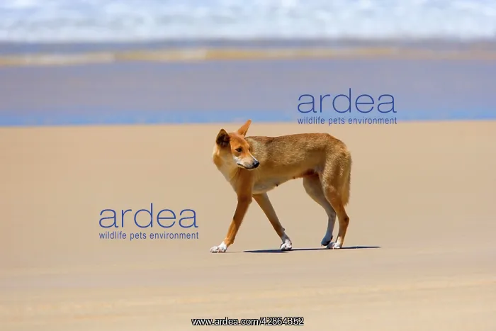 : Dingo - female adult strolling along a beach on : Dingo - female adult strolling along a beach on