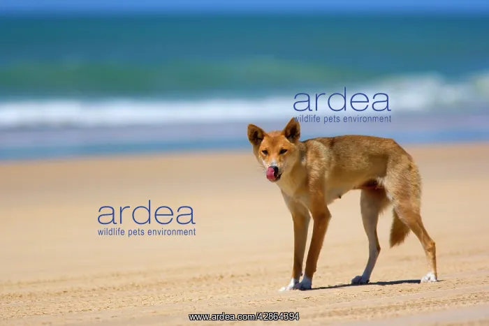  : Dingo - female adult strolling along a beach on