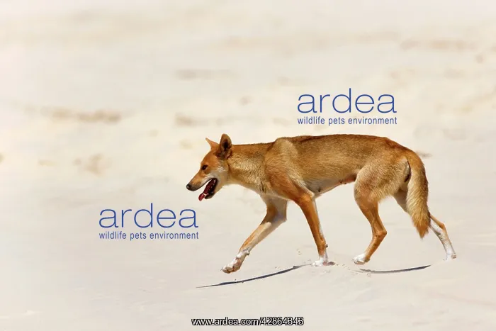  : Dingo - female adult strolling along a sandy beach