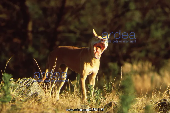 : DINGO - Female with mouth open : DINGO - Female with mouth open