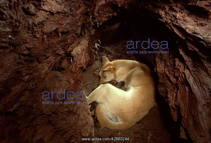 : Dingo - female & pups in den : Dingo - female & pups in den