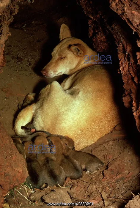 : Dingo - female & pups in den : Dingo - female & pups in den