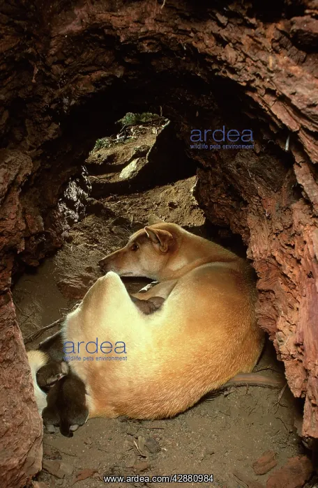 : Dingo - Female & pups in den : Dingo - Female & pups in den