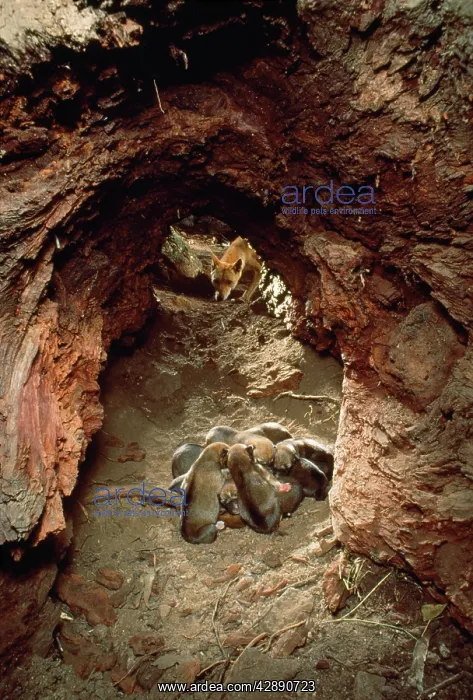 : Dingo - female & pups in den : Dingo - female & pups in den