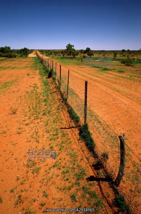 : Dingo fence border of New South Wales and Queensland : Dingo fence border of New South Wales and Queensland