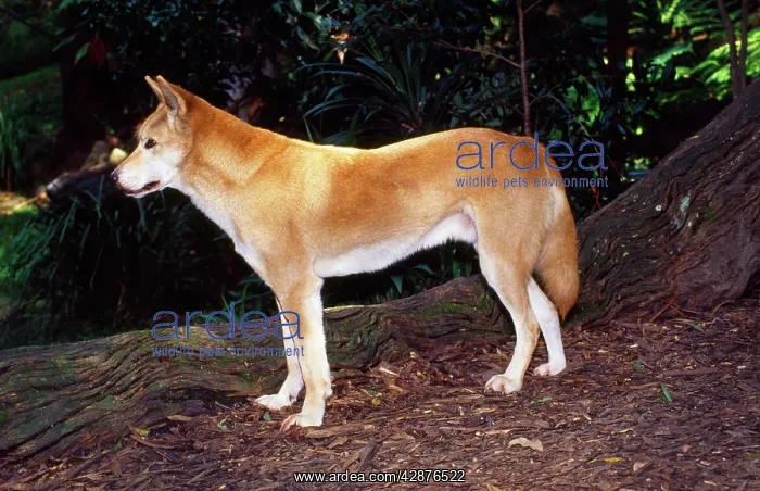 : Dingo - in forest clearing : Dingo - in forest clearing