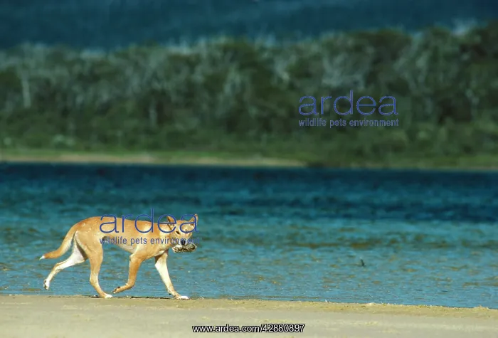 : Dingo - With freshly caught bird : Dingo - With freshly caught bird
