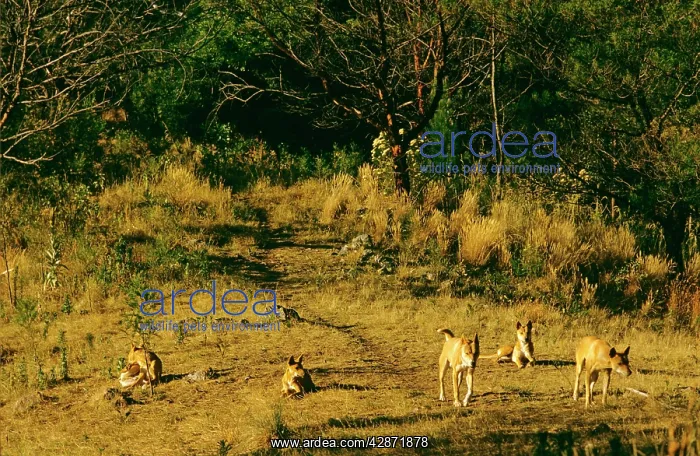 : Dingo - Group : Dingo - Group